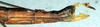 CollectionObject 1560948; NMW 162, 1925b228-acf7-47f2-be95-36f305dba647: copyright NMW, Vienna. female of synonym Parastratocles aeruginosus: end of abdomen, lateral view (holotype). (CollectionObject).