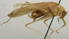 male, lateral view (lectotype). Depicts CollectionObject 1535185; e8d3de72-a987-420e-8690-ee91377fda50, a CollectionObject.