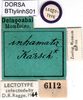 CollectionObject 1500717; ceda8db4-2a26-40d2-80e6-b1e51b91371a, DORSA BTtylinhS01: labels (lectotype of Tylopsis inhamata). (CollectionObject).