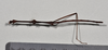 CollectionObject 1558559; d175cf57-13bf-4202-bdc4-79a45254a6cc: copyright NTUC. male, dorsal view (syntype). (CollectionObject).;CollectionObject 1558560; 79f3f8cc-d56f-40aa-b01f-edb53ef13999: copyright NTUC. male, dorsal view (syntype). (CollectionObject).