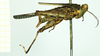 CollectionObject 1585769; 6105cb13-8bb9-4189-9d5f-46507213264b: female, lateral view (syntype). (CollectionObject).