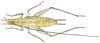 Pl. III c. 5-stage nymph. Depicts Oecanthus nigricornis Walker, 1869, an Otu.