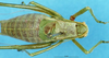 CollectionObject 1507215; 6ab2ecaf-e380-490c-8a20-68507e2a2aa8: male, dorsal view. (CollectionObject).