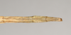 CollectionObject 1558030; b13e432c-573d-4544-bada-a88b6f3572c8: copyright Natural History Museum, London. female: end of abdomen, dorsal view (syntype). (CollectionObject).;CollectionObject 1558031; e7723eee-9b4e-43ca-bac0-c5aad6b05318: copyright Natural History Museum, London. female: end of abdomen, dorsal view (syntype). (CollectionObject).