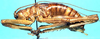 CollectionObject 1499287; bfad5968-bafe-4da9-8dce-f902d4c007e6: male, lateral view (holotype). (CollectionObject).