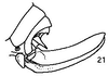 Arnobia ocellata (Ingrisch, 1994): ovipositor. (Otu).