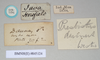 CollectionObject 1559139; 18de9399-c13d-434a-a238-42a9dc227728: copyright Natural History Museum, London. male, data labels (syntype). (CollectionObject).;CollectionObject 1559140; 72b1980c-941b-4f93-8ee5-e9ed0faa7475: copyright Natural History Museum, London. male, data labels (syntype). (CollectionObject).