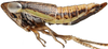 Habitus, lateral view: Doratulina dmitrievi, female, lateral habitus (INHS). (Observation).