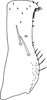 Subgenital plate, ventral view on Anufrievia badjawae Dworakowska, 1976: Subgenital plate. (Observation).