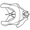 Phaeoparia lineaalba lineaalba (Linnaeus, 1764): Fig. 60D. whole phallic complex, dorsal view. (Otu).