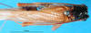 CollectionObject 1500188; d75f4c00-5e84-494e-af7d-a56c20d99ec9, MfN 5064: female, dorsal view (holotype). (CollectionObject).