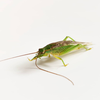 CollectionObject 1584024; 5b1a14dc-72c1-456a-ad64-ba30a260a5d4: male. (CollectionObject).