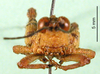 CollectionObject 1501659; abdf9174-41dd-4039-bed9-fe893a184471: male, frontal view (syntype or holotype). (CollectionObject).