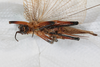 CollectionObject 1505595; 8209b147-3ead-4b8c-9622-f0fc486601df: female, ventral view (holotype). (CollectionObject).