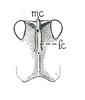 Tetrix ornata ornata (Say, 1824): Fig. 27. portion of head, anterior aspect. (Otu).
