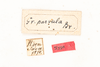 CollectionObject 1531231; 13b3a7ff-4e15-4dad-ac61-d772052170fc: male, labels (holotype). (CollectionObject).