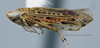 Habitus, lateral view: (Observation).