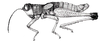 Eulampiacris leucoptera (Scudder, 1875): Fig. 161. male habitus (pronotum 4.1-4.3 mm, tegmina 4.0-4.2 mm). (Otu).