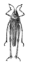 Tenuitarsus angustus (Blanchard, 1836): Fig. 518. female, dorsal view. (Otu).