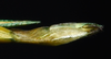CollectionObject 1580897; 03ba2f96-e8ee-4437-b2c2-9b53588e03ea: copyright FRCS Sabah. female: end of abdomen, ventral view (holotype). (CollectionObject).