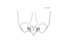Tebacris nigrisoma Cigliano, 1989: Fig. 210. female subgenital plate, dorsal view. (Otu).
