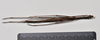 CollectionObject 1558576; NTUC 709 and barcoded specimens, 93d36653-c881-422a-9af7-b37747fc2d15: copyright NTUC. male, dorsal view of Entoria miyakoensis (syntype). (CollectionObject).