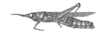 Leticiacris amazonica Amédégnato & Descamps, 1978: Fig. 47. female, habitus. (Otu).