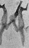 Other on Erythridula volucris (Beamer, 1930): Aedeagus, connective, and styli. (Observation).
