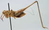 CollectionObject 1516797; 1b384fff-8b4c-4916-b704-604cd3ebf5eb: male, lateral view (syntype). (CollectionObject).