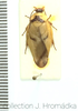 Gyna fourcarti Grandcolas, 1994: (Otu).