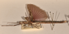 CollectionObject 1599504; 3967ffee-1fad-4cf2-98cc-df980b4e0213: copyright OUMNH. male, lateral view of Xeroderus kirbii (paralectotype). (CollectionObject).