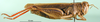 CollectionObject 1530746; 451c0c65-38ce-4605-9f7c-c1b80c20620b: female, lateral view (syntype). (CollectionObject).