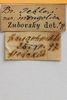 CollectionObject 1528834; d9c1e09e-77e3-405b-bbbe-c4003584cb89: labels (lectotype of Bryodema gebleri var. mongolica). (CollectionObject).