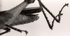 CollectionObject 1566401; 39e9e16d-03da-41bd-8099-365911198648: Image C.S. Carbonell. male abdomen tip, lateral view. (CollectionObject).