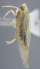 Habitus, lateral view on Elymana emeljanovi Dworakowska, 1968: Lateral. (Observation).