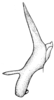 Anaulacomera (Cervicercora) bellator Rehn, 1920: Fig. 22 (after type). male cercus. (Otu).