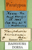 CollectionObject 1584524; 9d619361-9954-4d9a-8e2b-944952c0cd83: labels (paratype). (CollectionObject).
