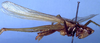 CollectionObject 1504235; e8bbbac7-b271-42c9-85d5-7b7ca0a221c3: male, lateral view (holotype). (CollectionObject).