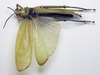 CollectionObject 1501053; be7baf93-ffb1-4584-b3bf-c00196af1936, DORSA BAphytolivHTF: female, dorsal view (holotype). (CollectionObject).