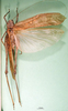 CollectionObject 1500369; 614ca711-6f24-4b58-91ef-ce4d4f6326e4: female, dorsal view (holotype). (CollectionObject).