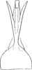 Aedeagus, ventral view on Arboridia (Arboridia) brevis (Ribaut, 1931): Aedeagus, ventral view. (Observation).