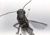 CollectionObject 1479100; ce850c82-dad8-48f5-870e-73cb26266ebc: Image C.S. Carbonell. male, frontal view (type ofTetrataenia brachyptera). (CollectionObject).