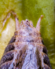 CollectionObject 2741794; 1858d565-79f4-4dee-a3b0-989f3e0c3da5: Male, dorsal view of terminalia. Curacaví, Santiago, Chile. (CollectionObject).