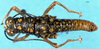 CollectionObject 1566398; 6f92decc-86ec-4fd1-a76c-d5130bc37fd2: male, dorsal view (syntype). (CollectionObject).