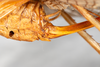 CollectionObject 1531276; 48681b7a-2be1-437d-970c-6ca62050ee3e: female, lateral view (syntype). (CollectionObject).