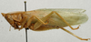 CollectionObject 1535039; ccdfea7a-6a88-4181-9c2e-433e20e4afce: female, lateral view (lectotype). (CollectionObject).