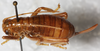 CollectionObject 1533025; b975c5b1-05a3-4d6e-b1a2-4f35e9b63359: female, dorsal view (syntype). (CollectionObject).