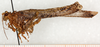 male, lateral view. Depicts CollectionObject 1499673; 28174ff4-f5d8-492f-bf7b-4ba285abf8d5, a CollectionObject.