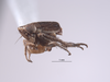 Habitus, lateral view on Athysanella (Gladionura) hicksi Hamilton, 2002: (Observation).