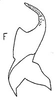 Stylus: !! display not done !! on Copididonus Linnavuori, 1954: Stylus. (Observation).